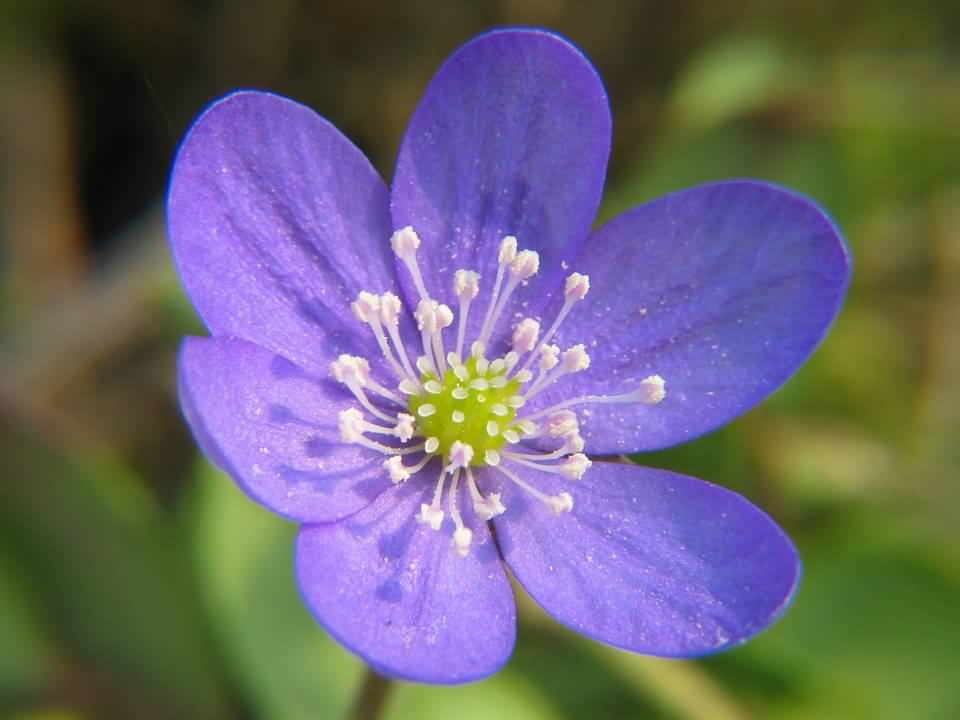 lovely wallpaper,flower,flowering plant,round leaved liverleaf,petal,plant