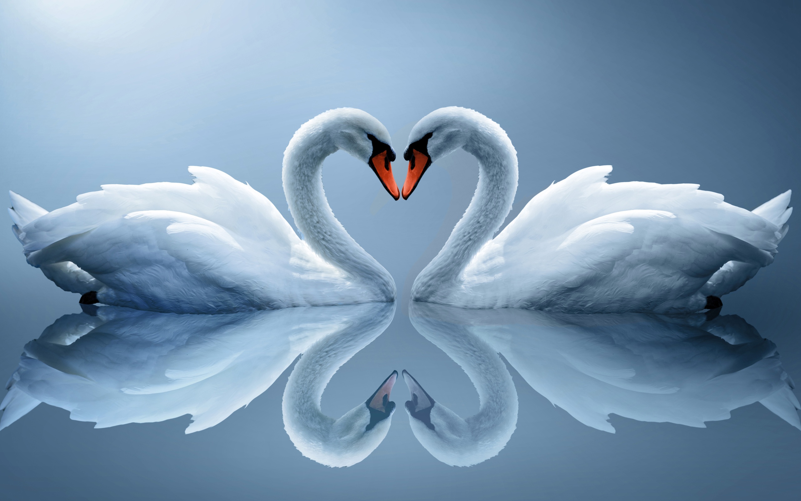 full hd love wallpaper,schwan,vogel,wasservogel,himmel,enten