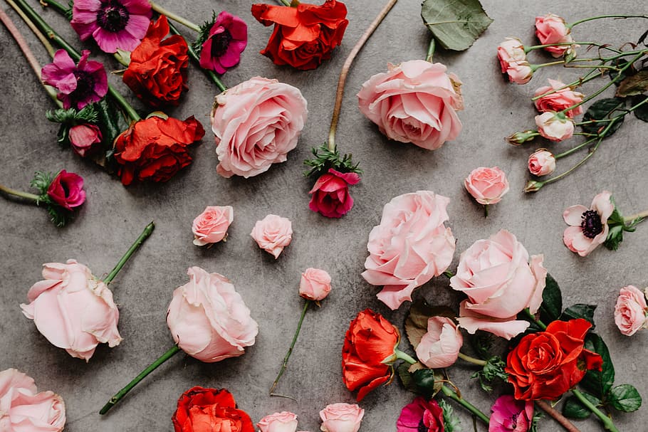 素敵な壁紙,庭のバラ,ピンク,花,花弁,ローズ