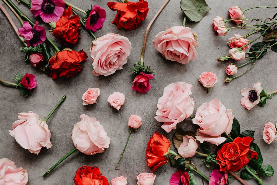 hermoso fondo de pantalla,rosas de jardín,rosado,flor,pétalo,rosa