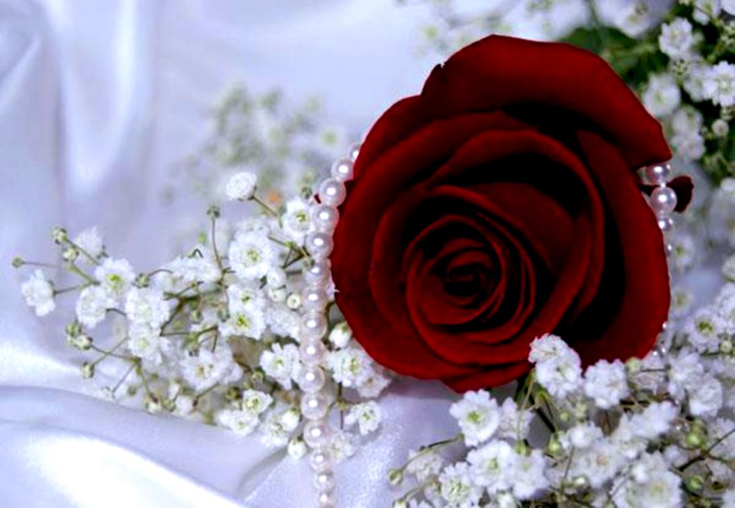 愛画像壁紙,花,ローズ,花束,赤,庭のバラ