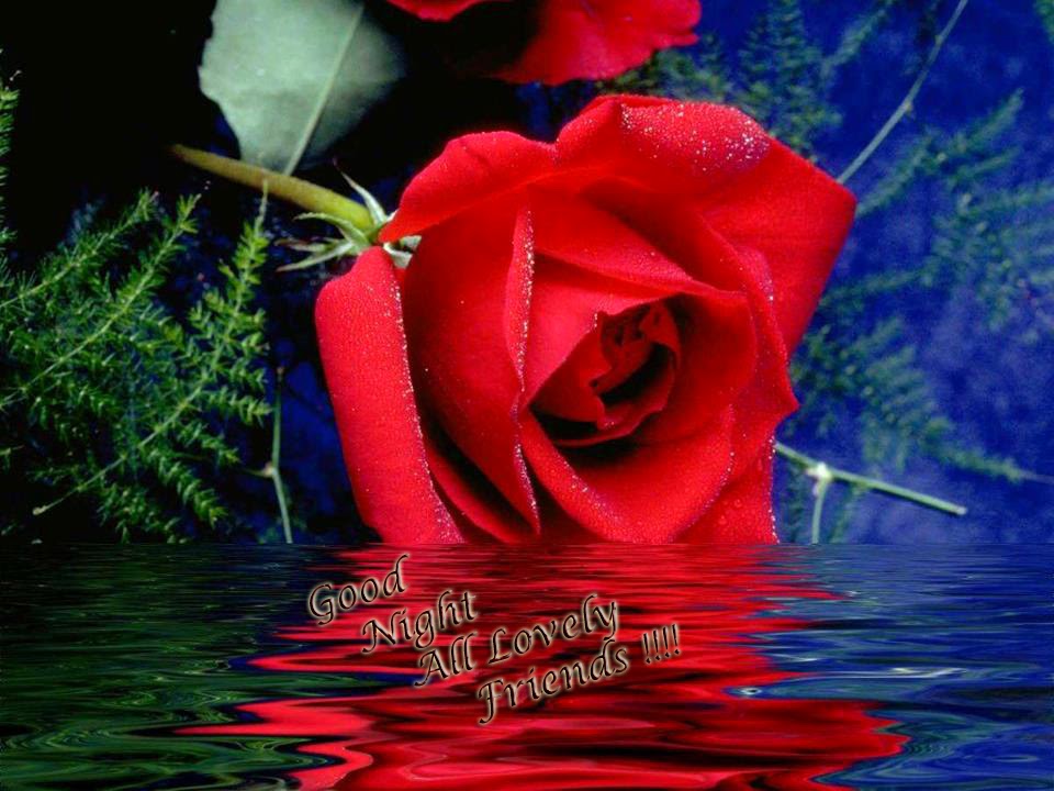 lovely wallpaper,red,rose,flower,nature,garden roses