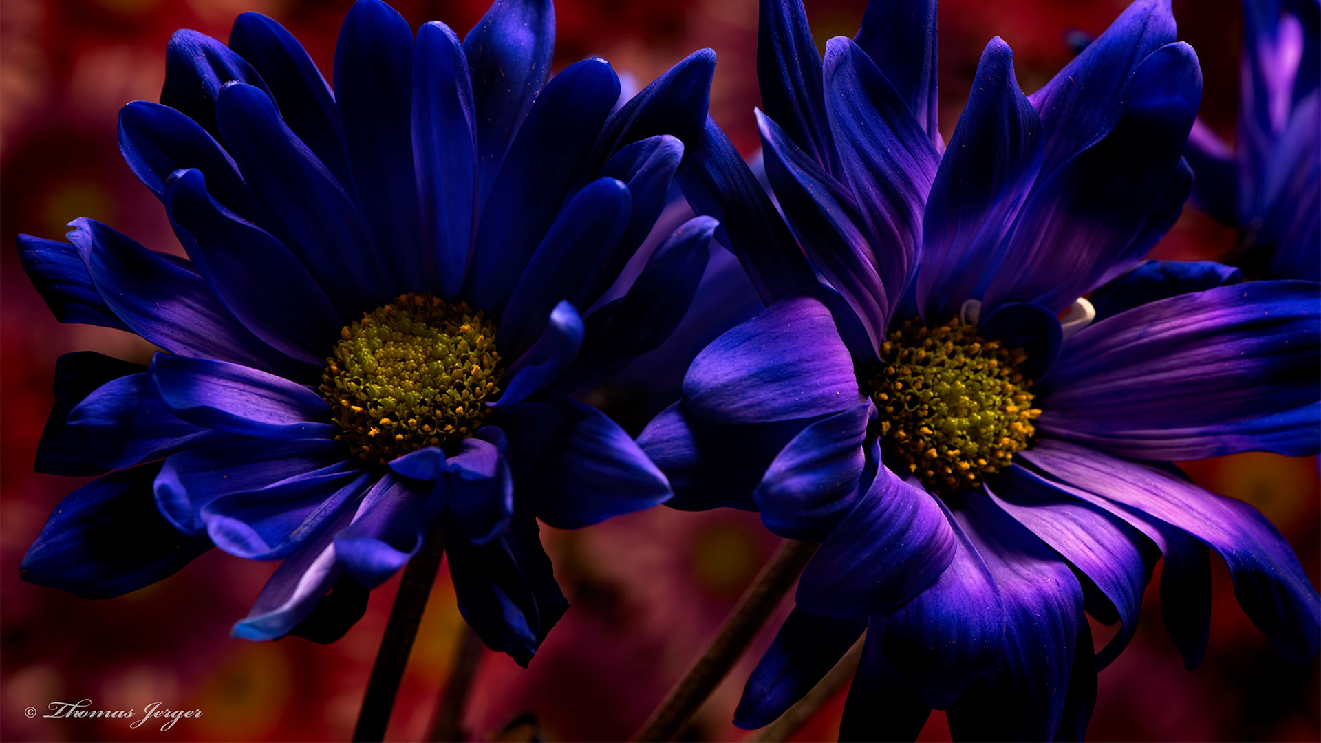fondos de pantalla hd para laptop,flor,azul,pétalo,planta,planta floreciendo