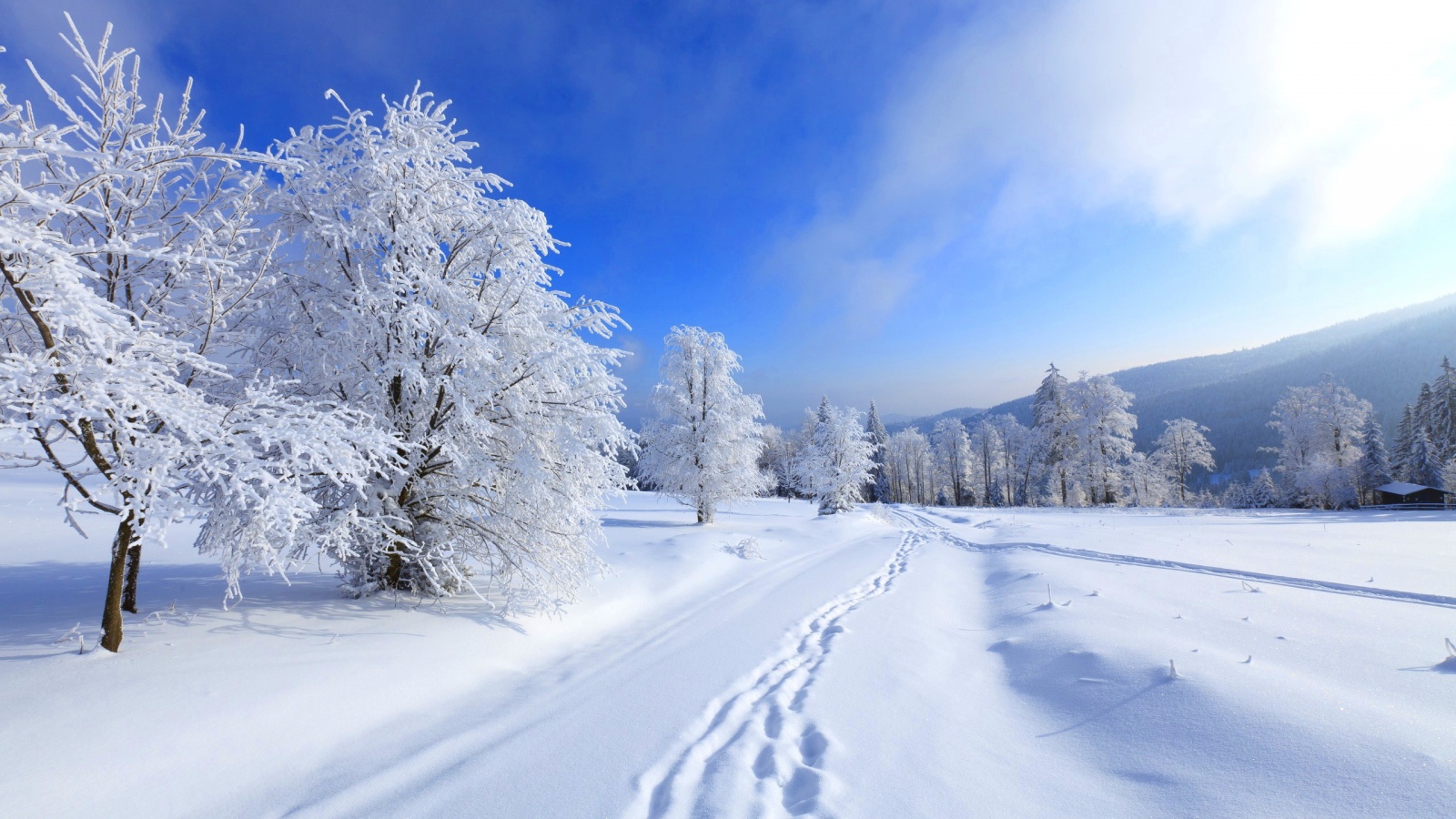ラップトップ用のhdの壁紙,雪,冬,空,自然,木