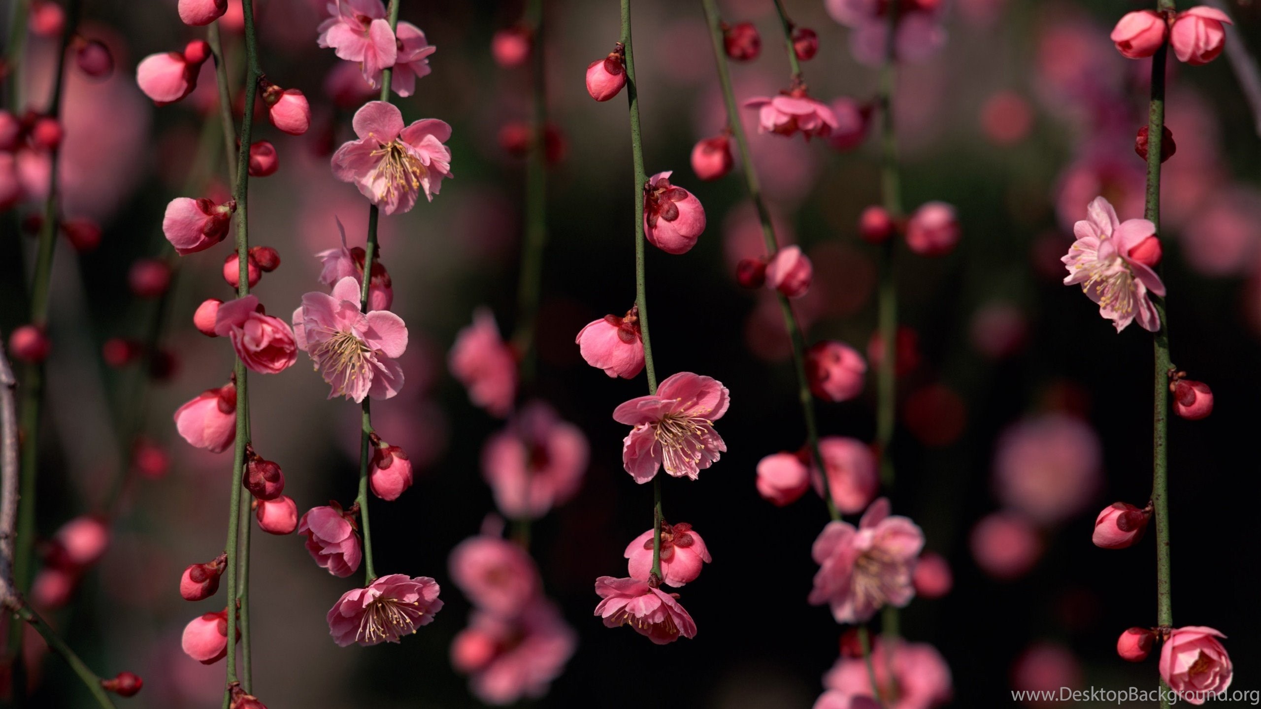 ラップトップ用のhdの壁紙,花,ピンク,花,春,桜の花