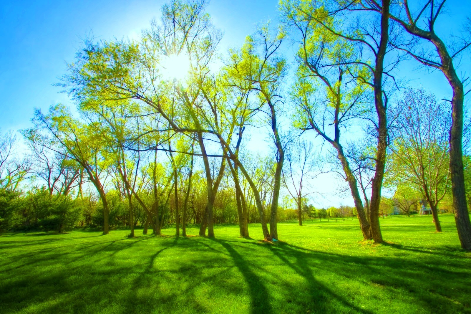 hd wallpaper für laptop,natürliche landschaft,natur,baum,grün,gras