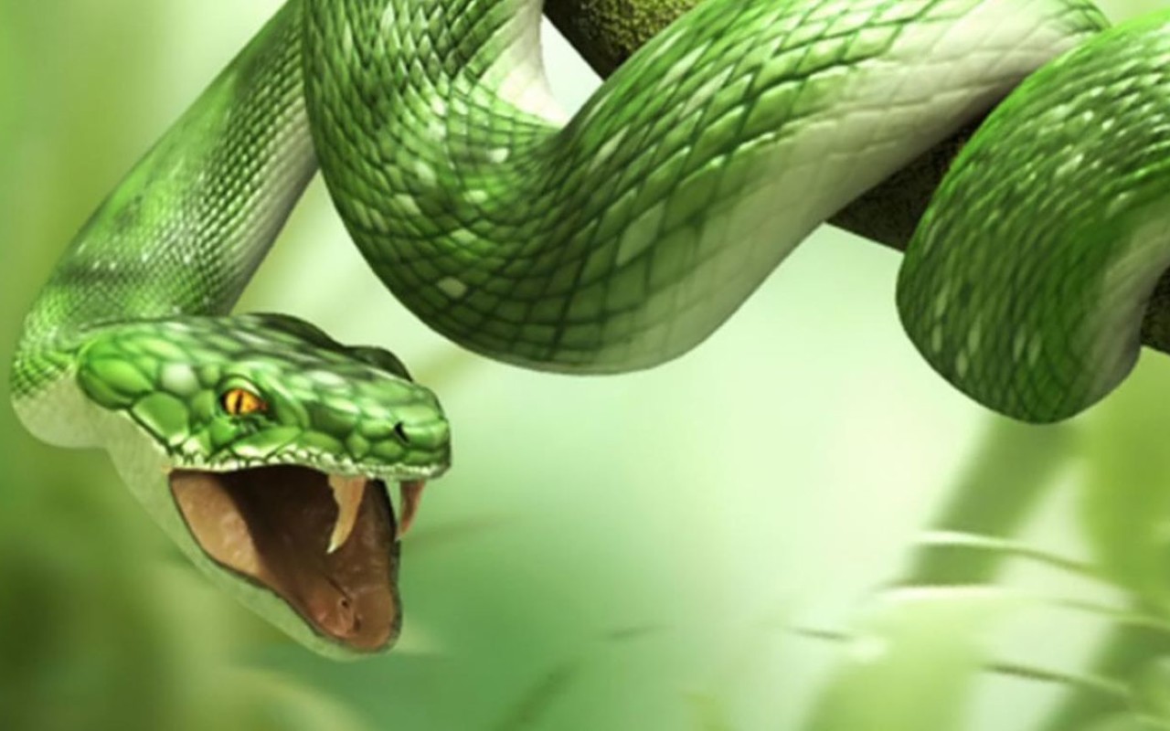 노트북의 hd 월페이퍼,뱀,비열한,뱀,부드러운 녹색 뱀,초록