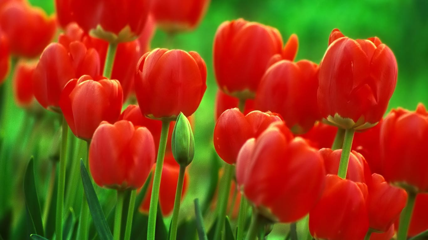 hd wallpapers for laptop,flower,tulip,flowering plant,petal,red