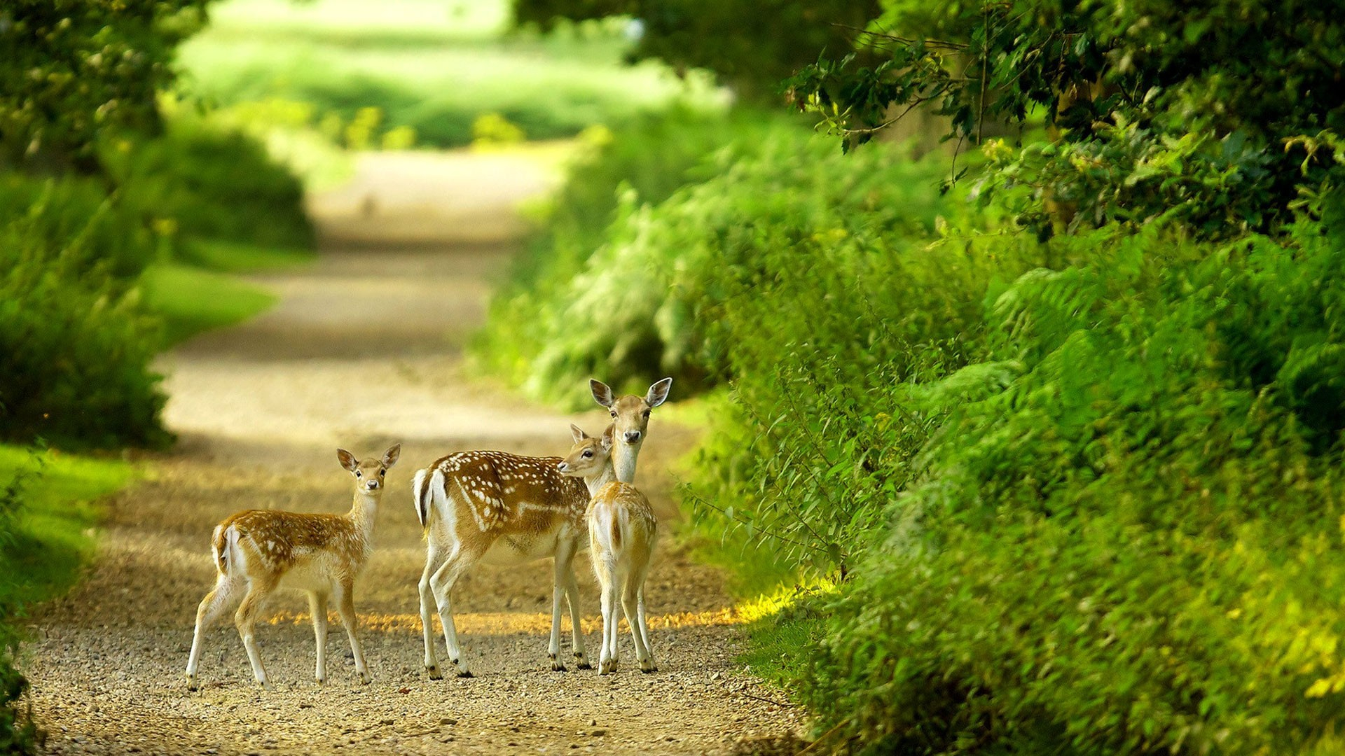 hd wallpapers for laptop,wildlife,mammal,deer,nature,natural landscape