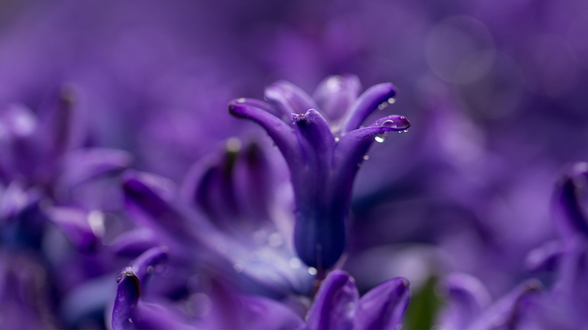 hd wallpapers for laptop,flowering plant,blue,flower,purple,violet
