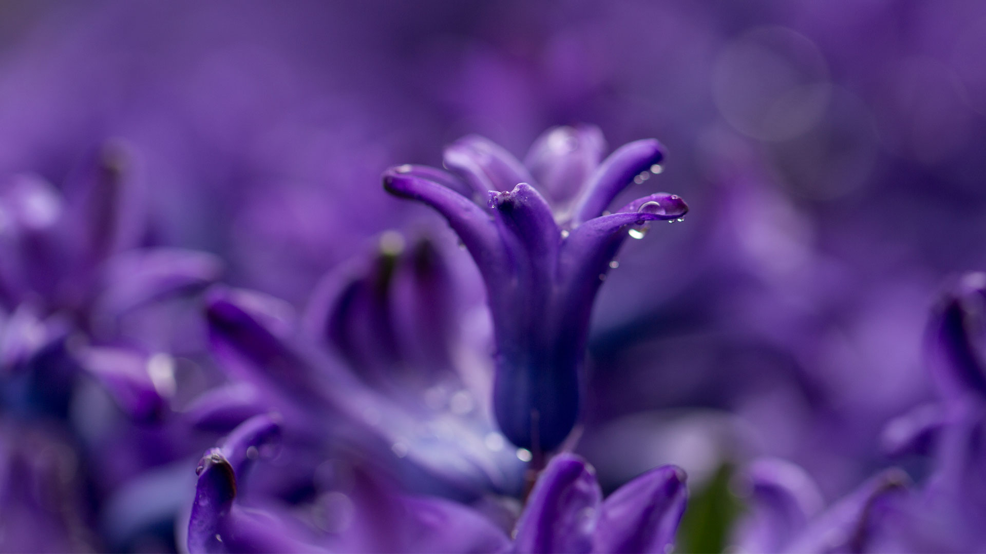 ラップトップ用のhdの壁紙,開花植物,青い,花,紫の,バイオレット