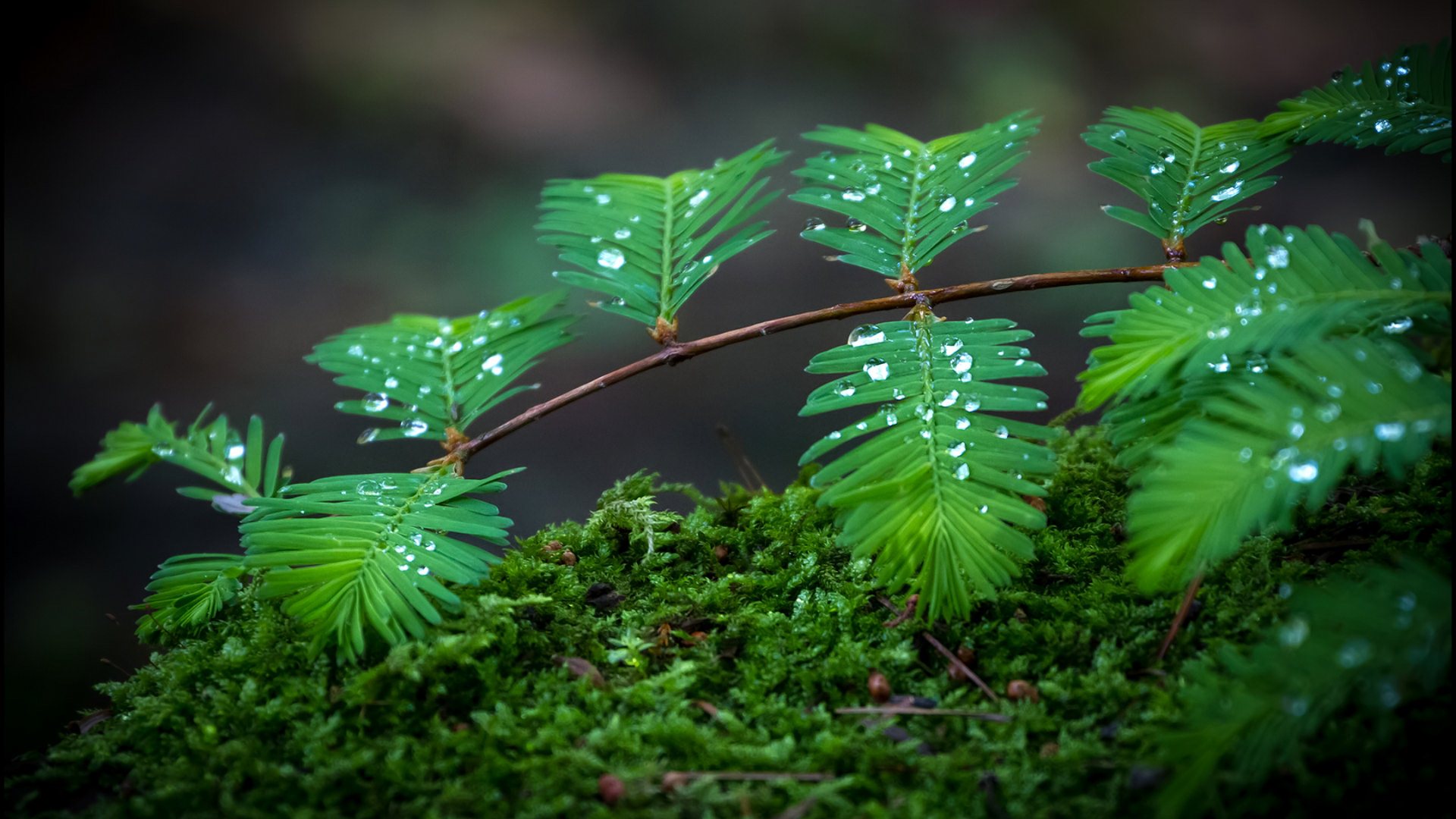 wallpapers full hd,green,leaf,nature,terrestrial plant,vegetation