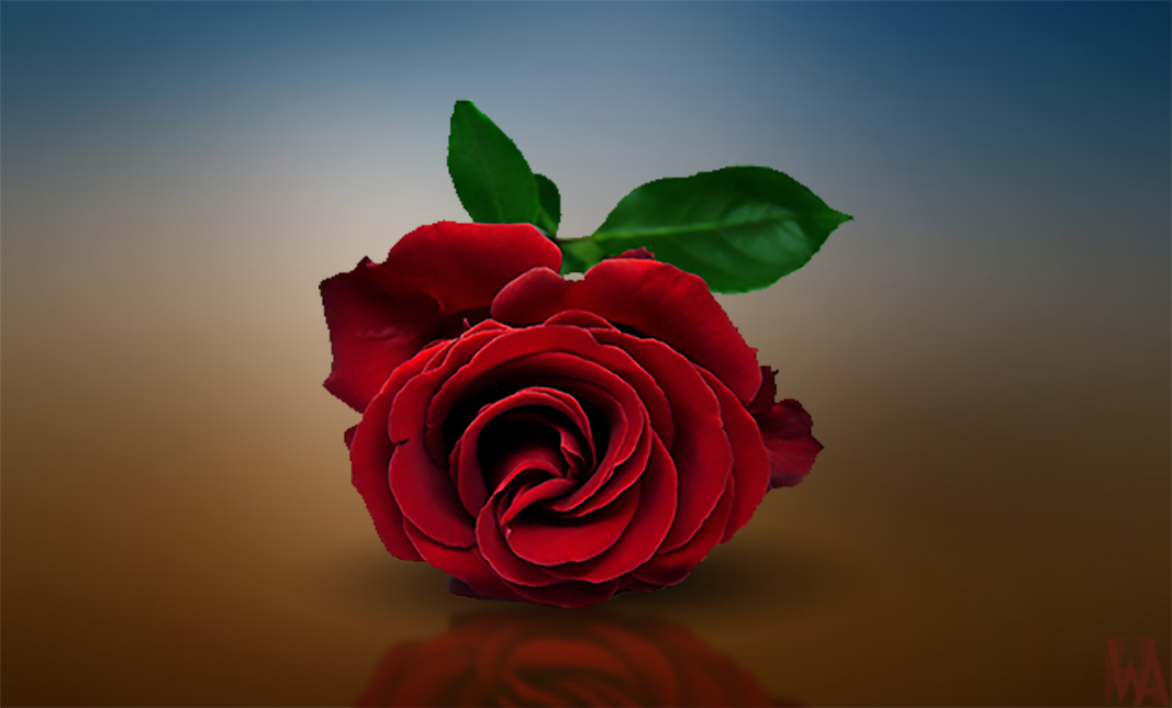 fond d'écran rouge hd,rouge,roses de jardin,fleur,rose,pétale