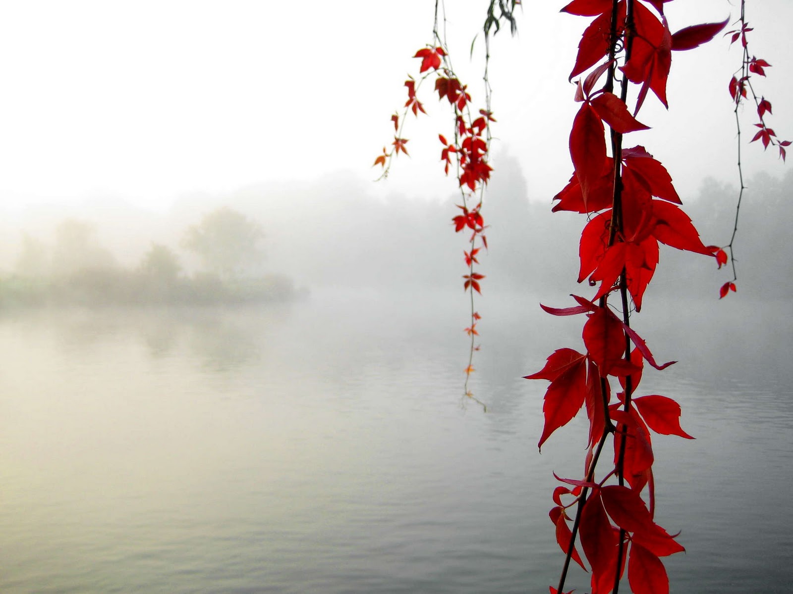 rote tapete hd,rot,natur,blatt,pflanze,blume