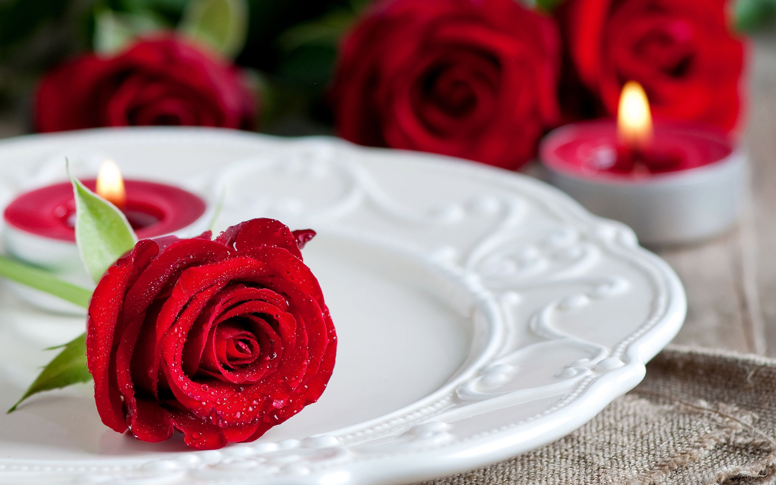 fondo de pantalla rojo hd,rojo,rosa,flor,rosas de jardín,familia rosa