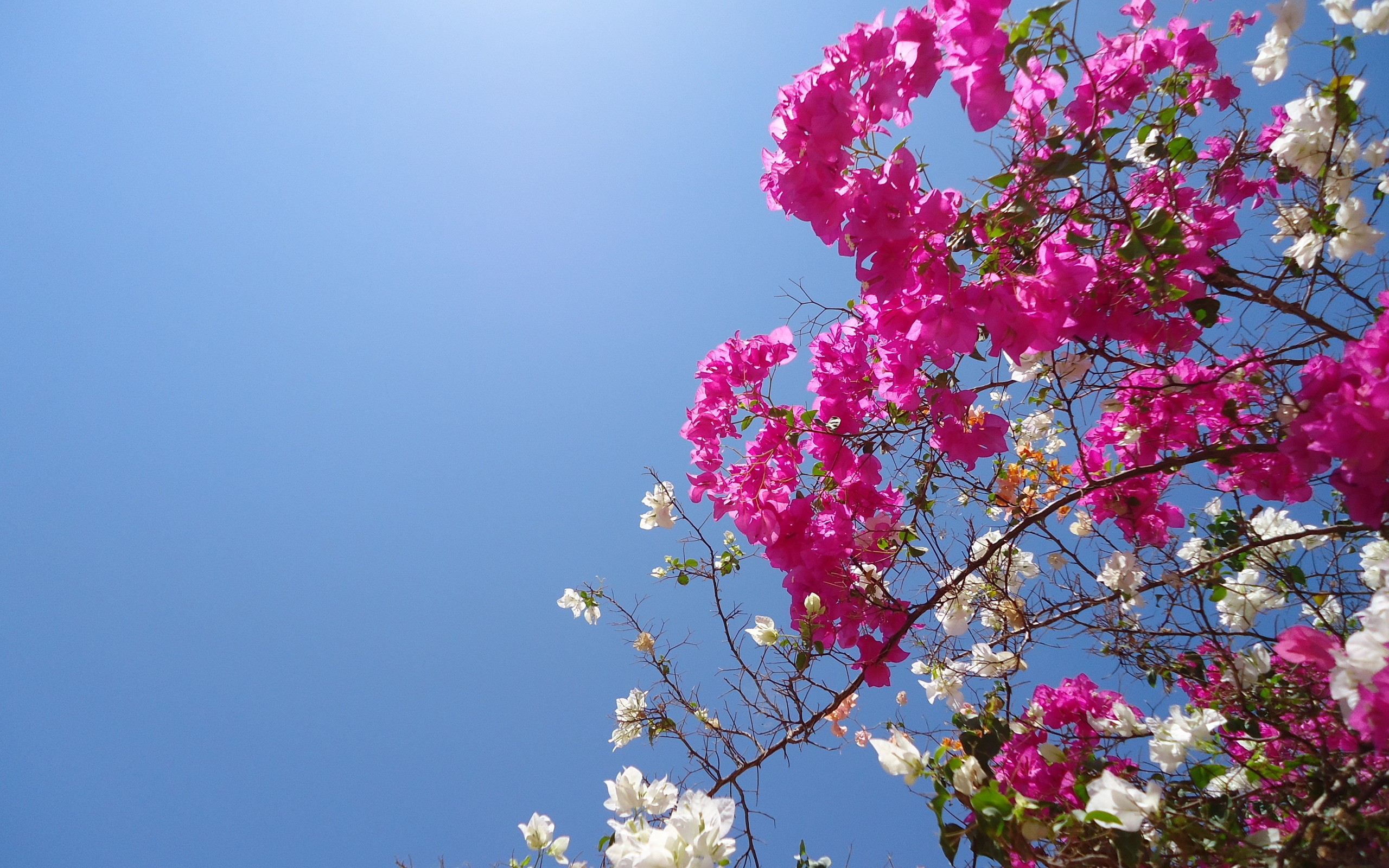 descarga gratuita de fondo de pantalla hd 1080p,flor,buganvillas,cielo,planta,rosado