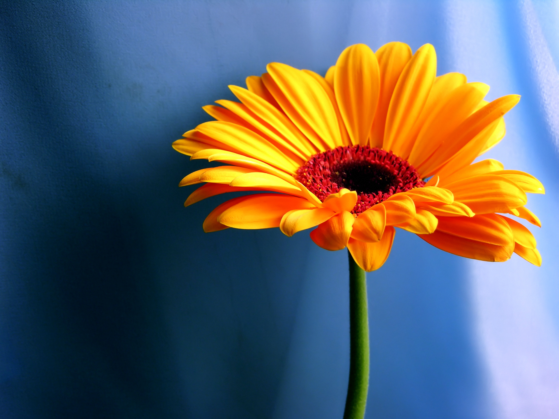 descarga gratuita de fondo de pantalla hd 1080p,flor,planta floreciendo,margarita barberton,pétalo,naranja