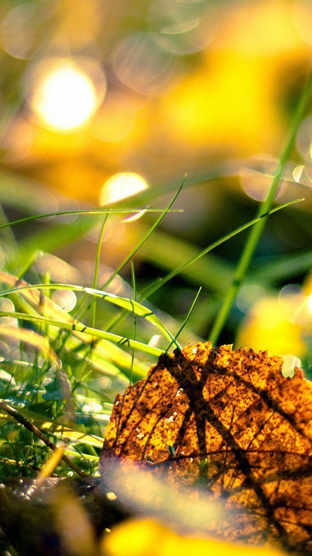 モバイル用の壁紙hd 1080p無料ダウンロード,自然,草,葉,自然の風景,日光
