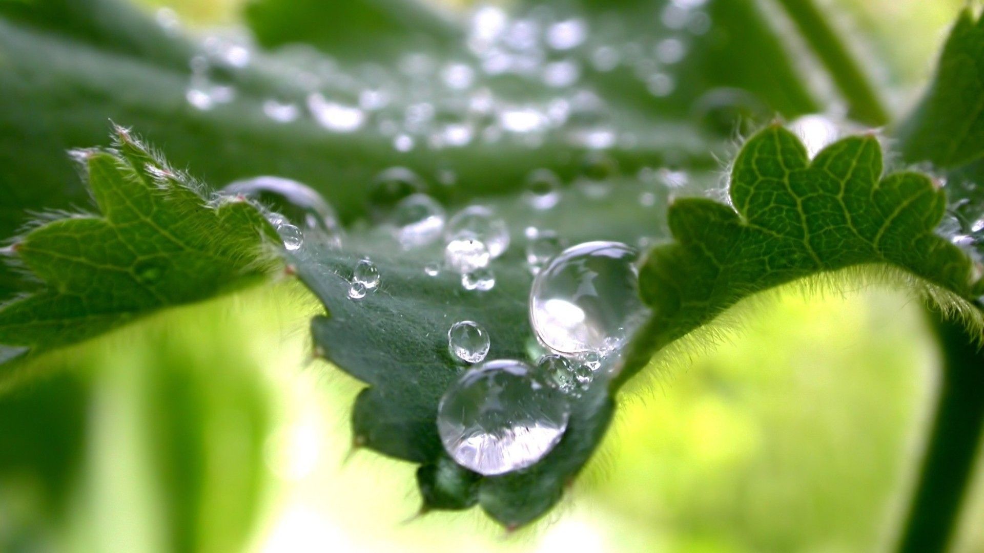 wallpaper hd 1080p free download,dew,moisture,drop,water,leaf