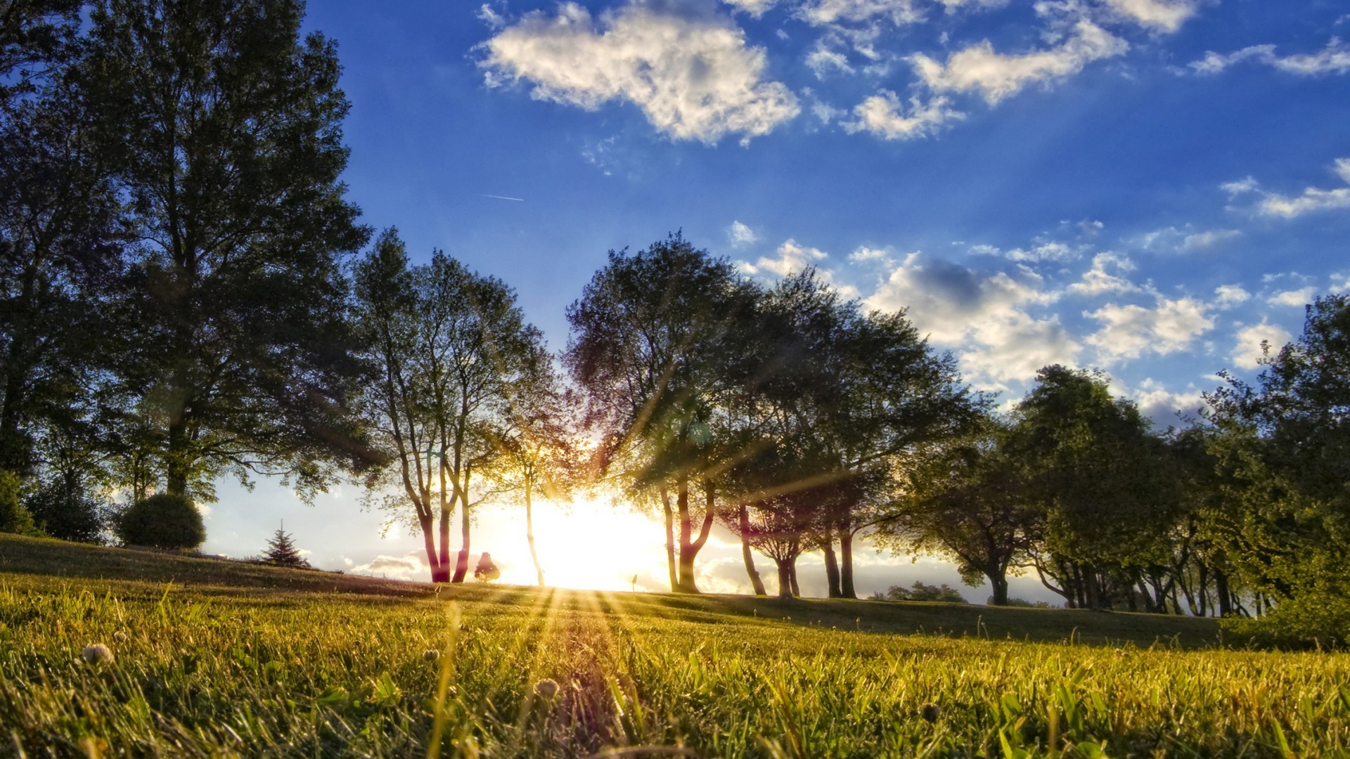 download gratuito di wallpaper hd 1080p,cielo,paesaggio naturale,natura,albero,campo