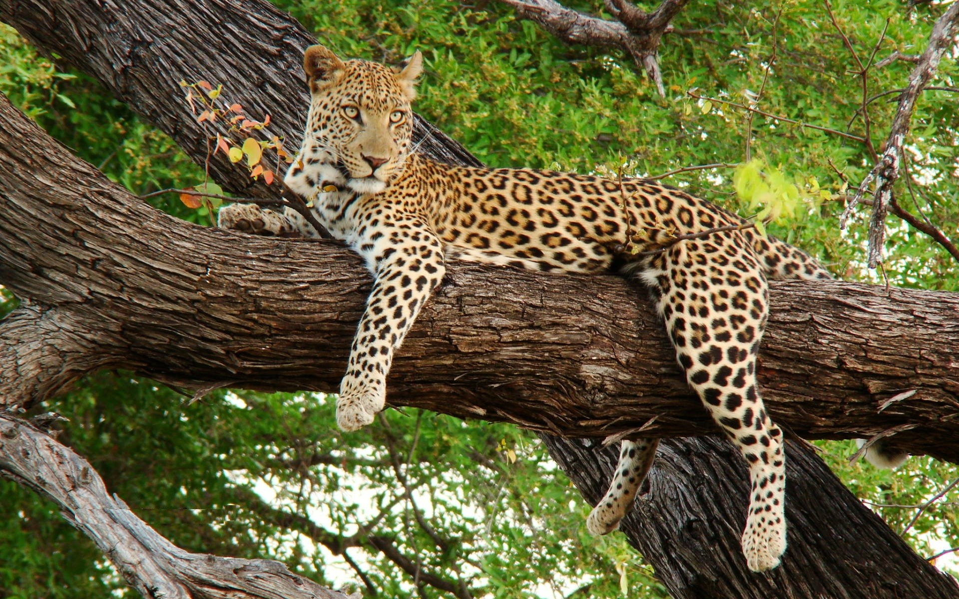 download gratuito di wallpaper hd 1080p per cellulari,animale terrestre,natura,leopardo,felidae,giaguaro