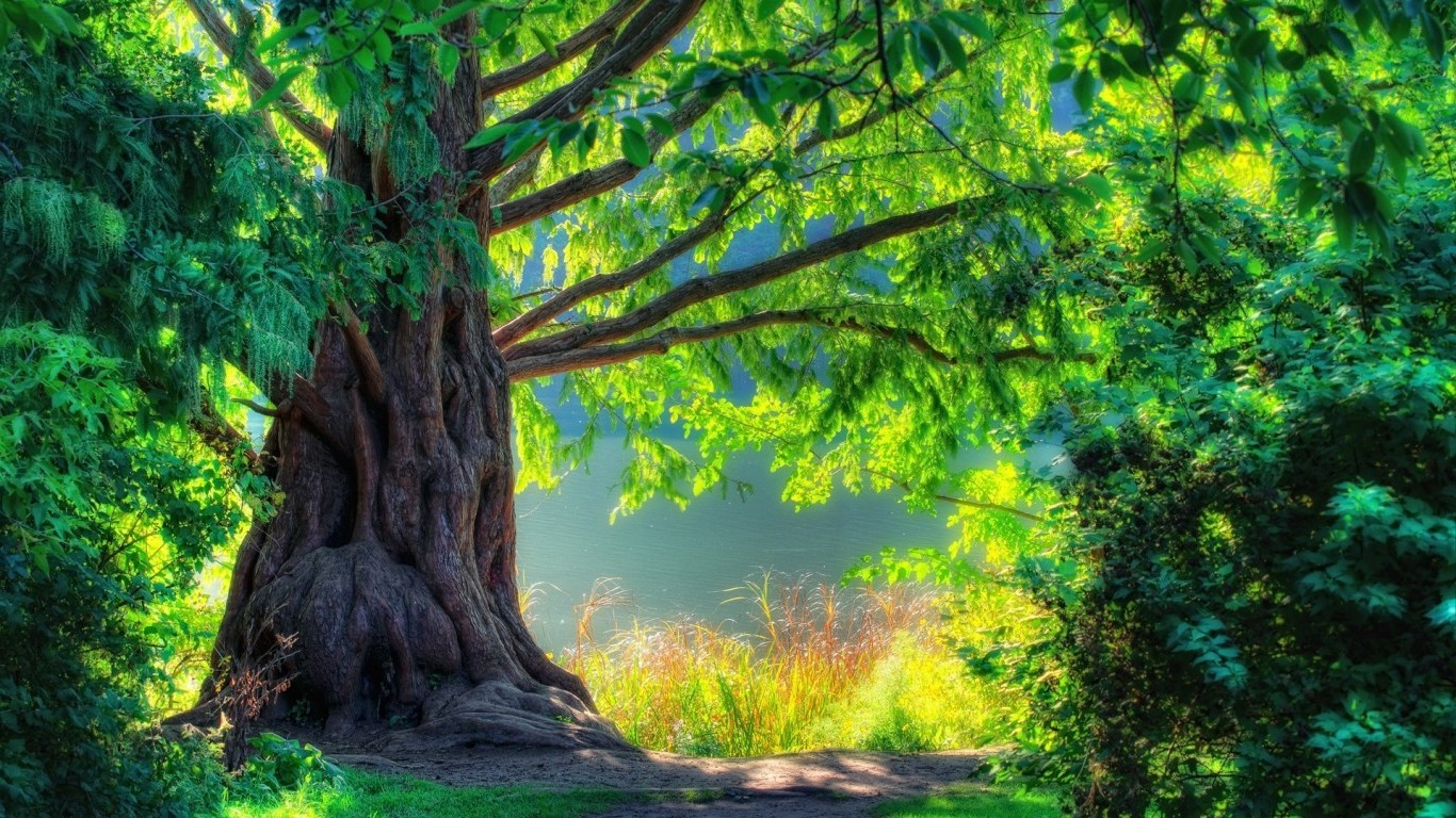 fond d'écran hd 1080p téléchargement gratuit,arbre,paysage naturel,la nature,vert,forêt ancienne