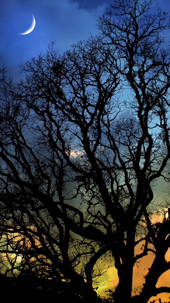 wallpaper hd 1080p descarga gratuita para móviles,cielo,árbol,naturaleza,luna,azul