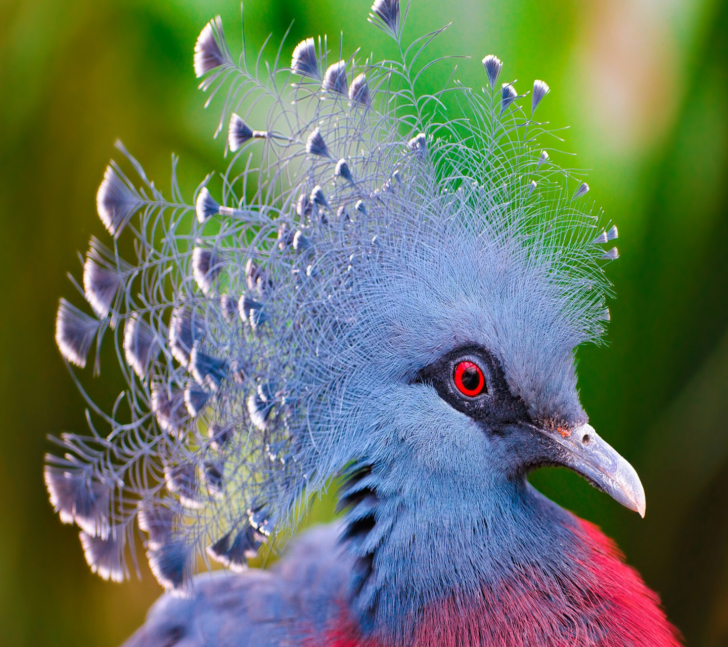 fond d'écran hd 1080p téléchargement gratuit pour mobile,oiseau,bleu,pigeons et colombes,colombe,plume