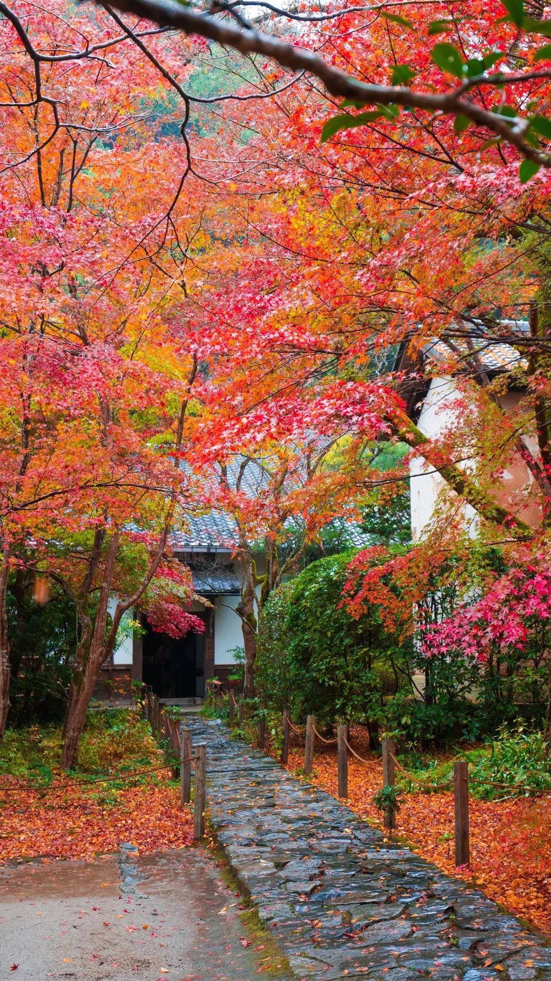 fondo de pantalla 1080x1920,árbol,naturaleza,hoja,otoño,planta leñosa