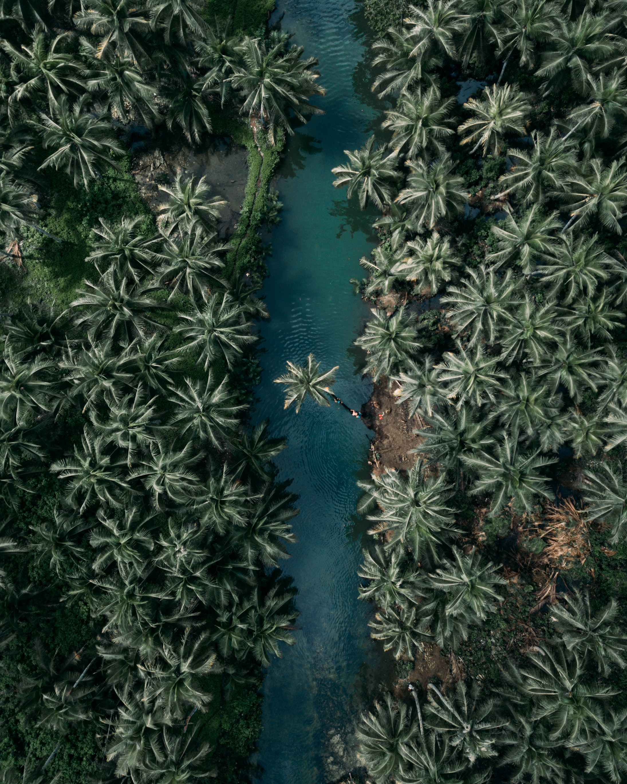 sfondo per tablet,pianta,cactus,fiore,albero,foglia