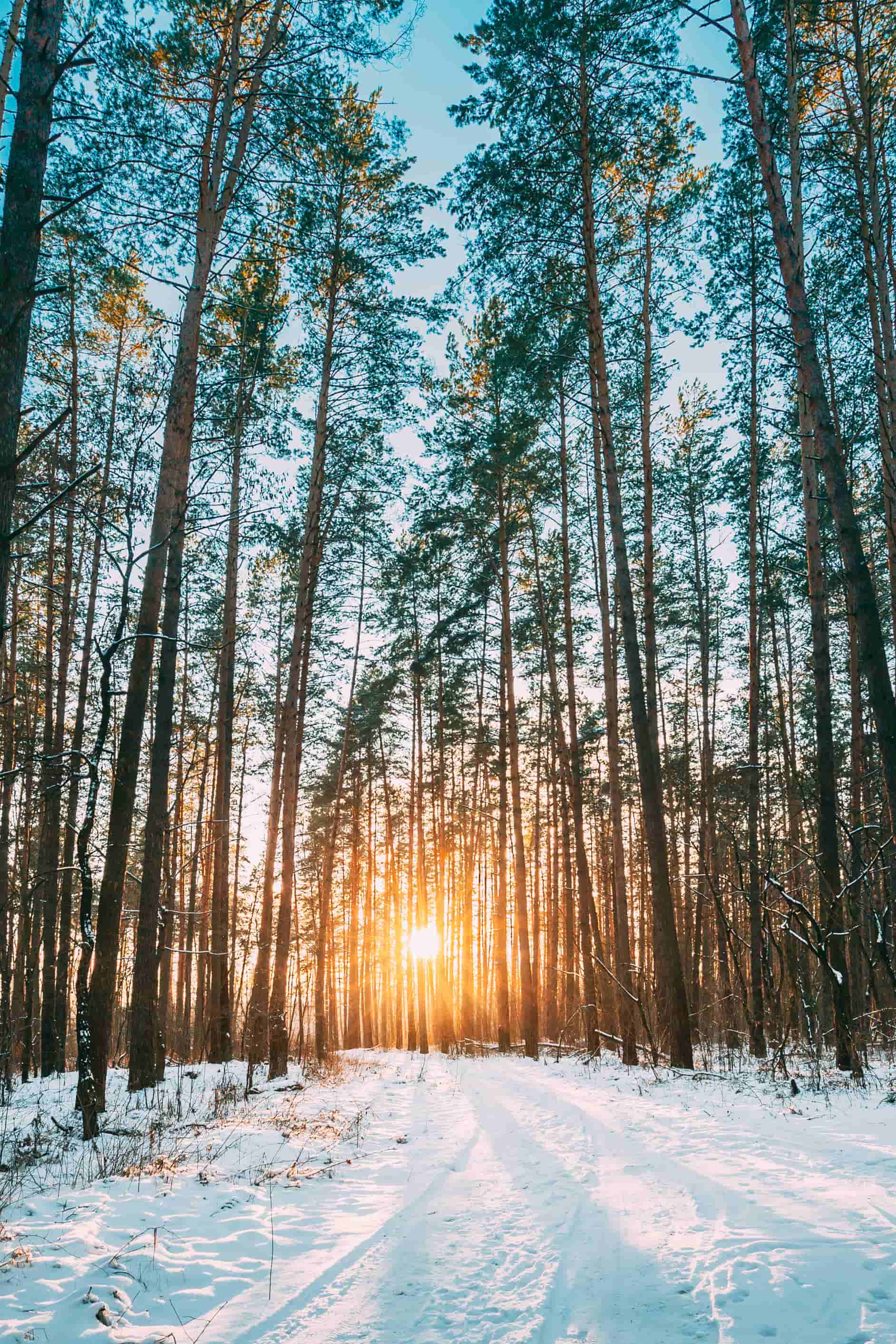 벽지 사진 hd,나무,자연,겨울,눈,자연 경관