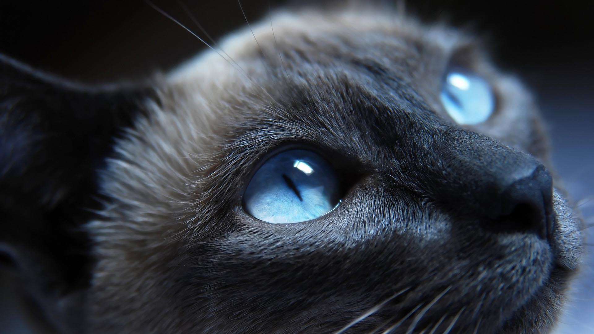 fondos de pantalla full hd 1920x1080,gato,bigotes,felidae,gatos pequeños a medianos,azul