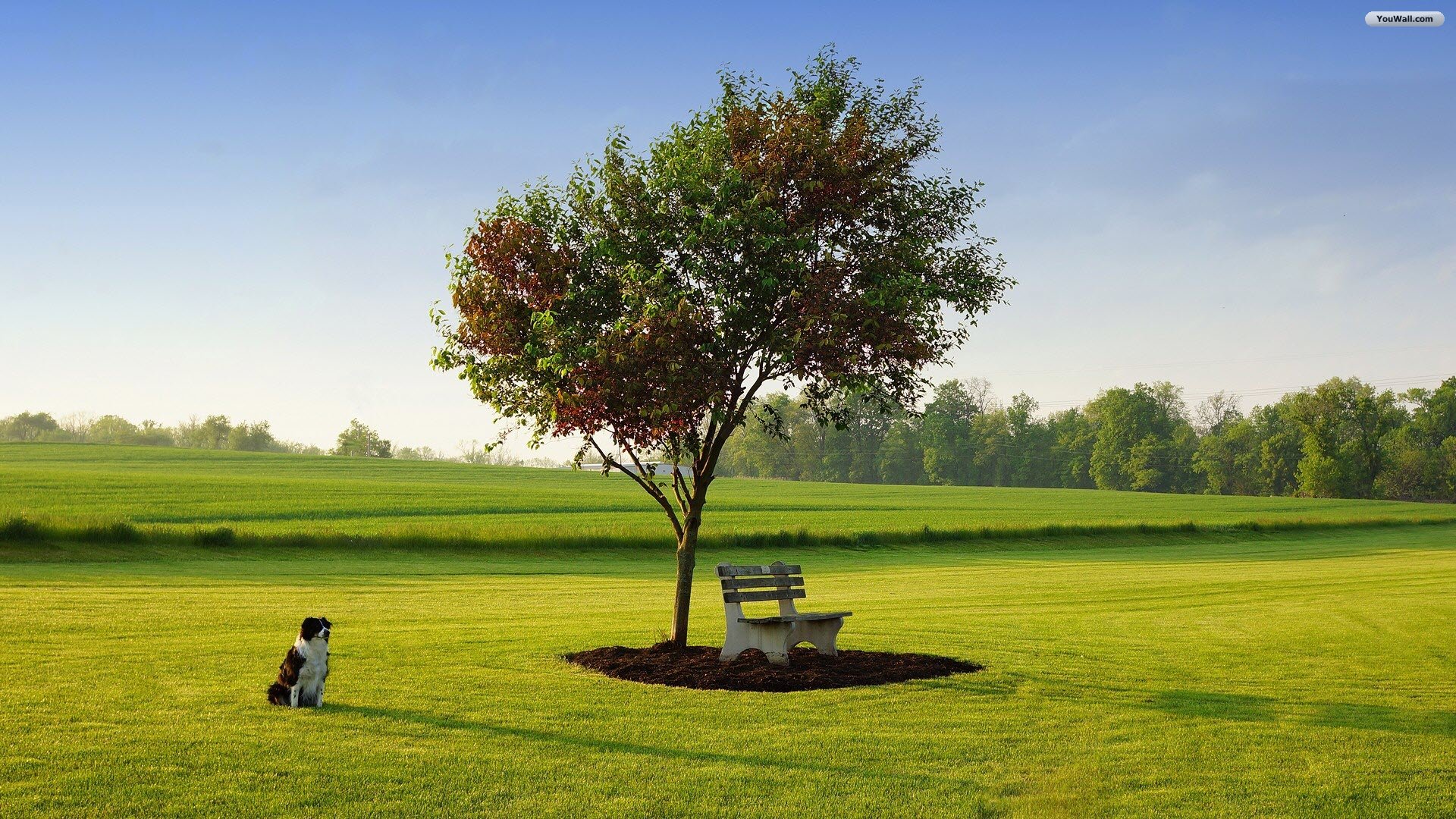 fonds d'écran full hd 1920x1080,arbre,paysage naturel,prairie,vert,herbe