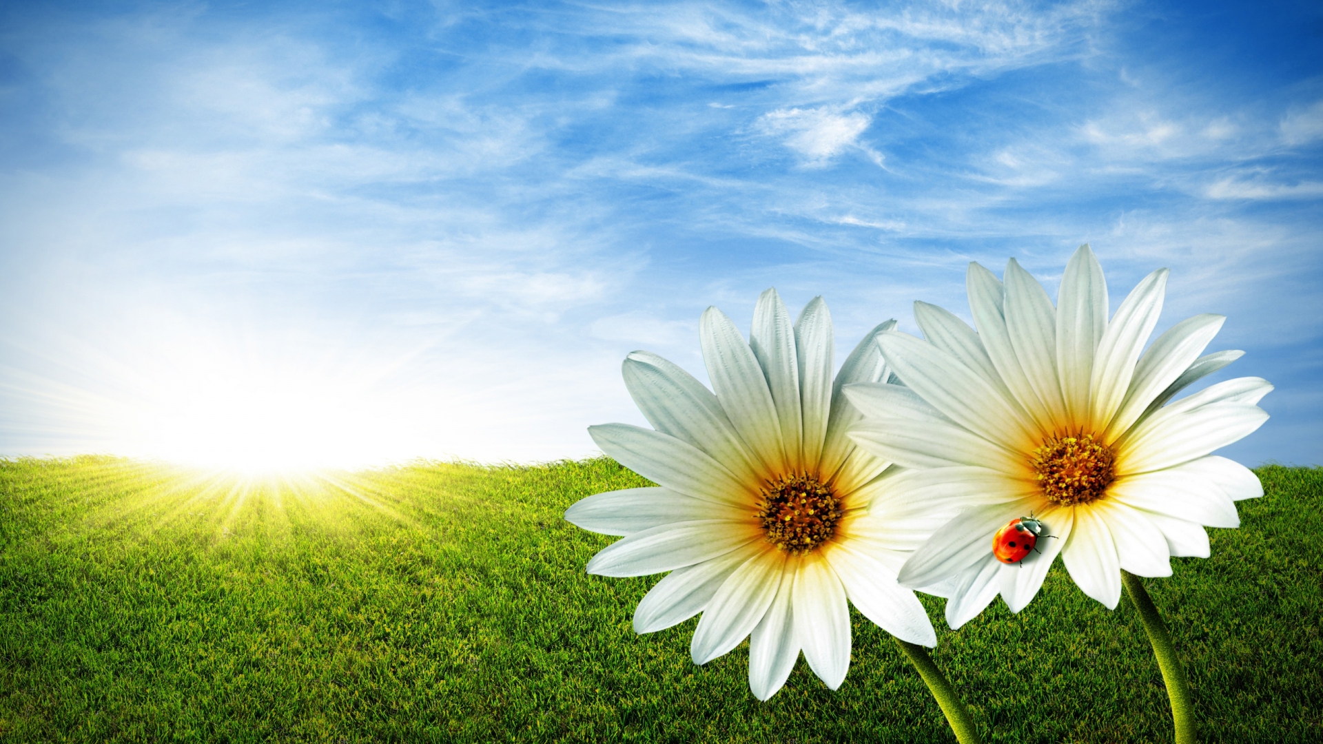 beau fond d'écran télécharger,ciel,marguerite,la nature,fleur,jour