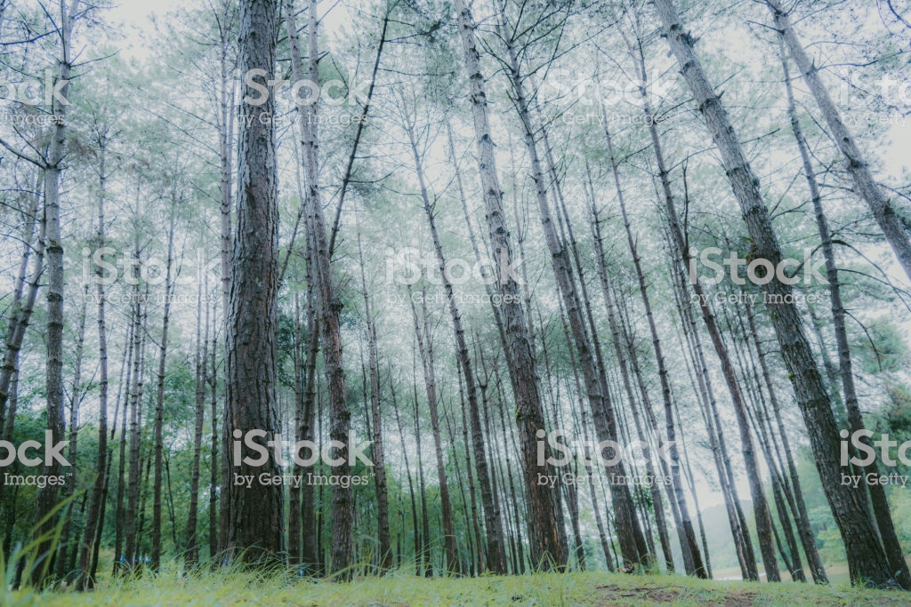 schöne tapete herunterladen,baum,wald,natürliche landschaft,kofferraum,rote kiefer