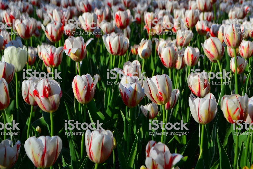 schöne tapete herunterladen,blume,blühende pflanze,tulpe,pflanze,blütenblatt