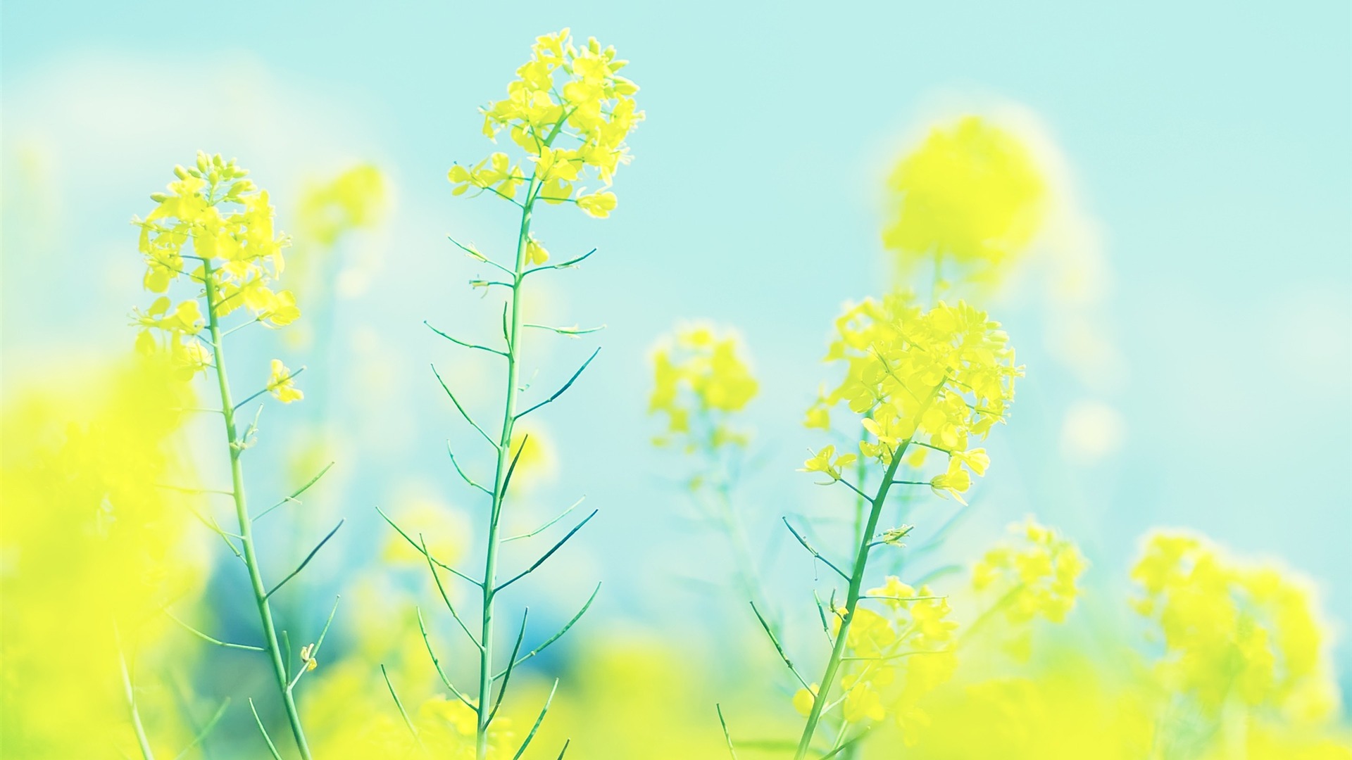 bellissimo download di sfondi,pianta fiorita,canola,giallo,fiore,mostarda