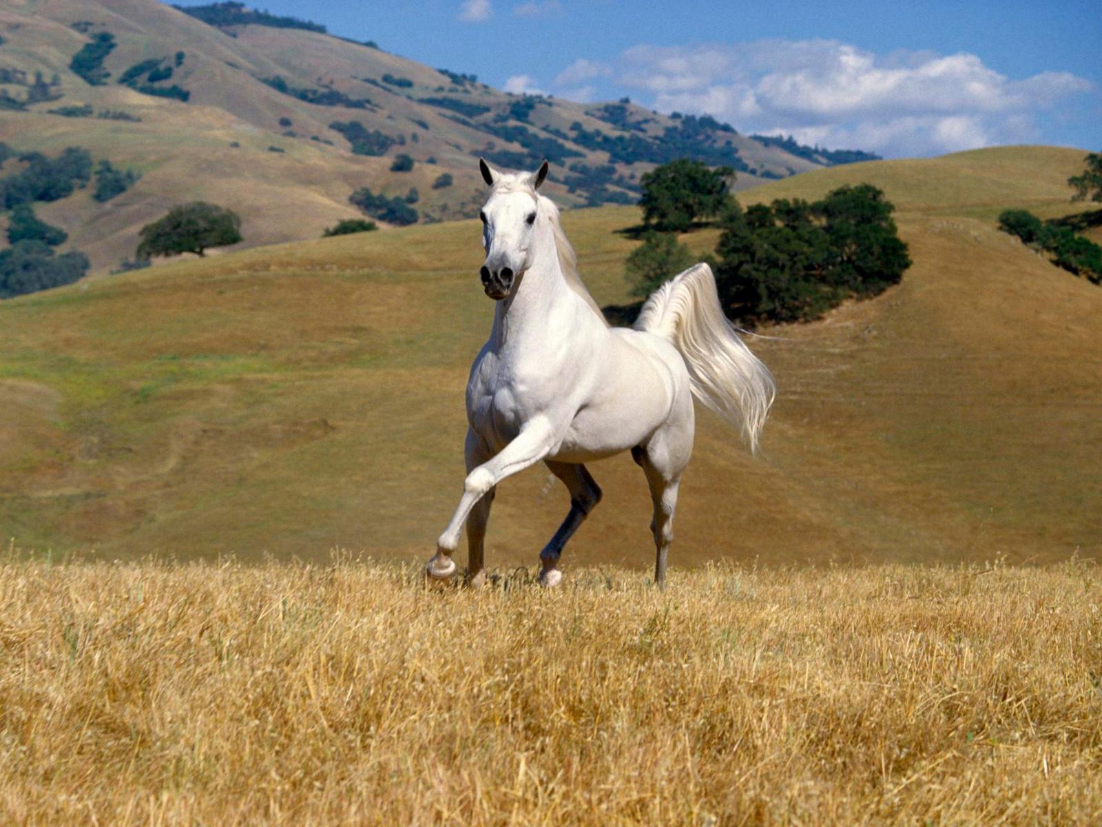 아름다운 벽지 다운로드,말,목초지,갈기,종마,머스탱 말