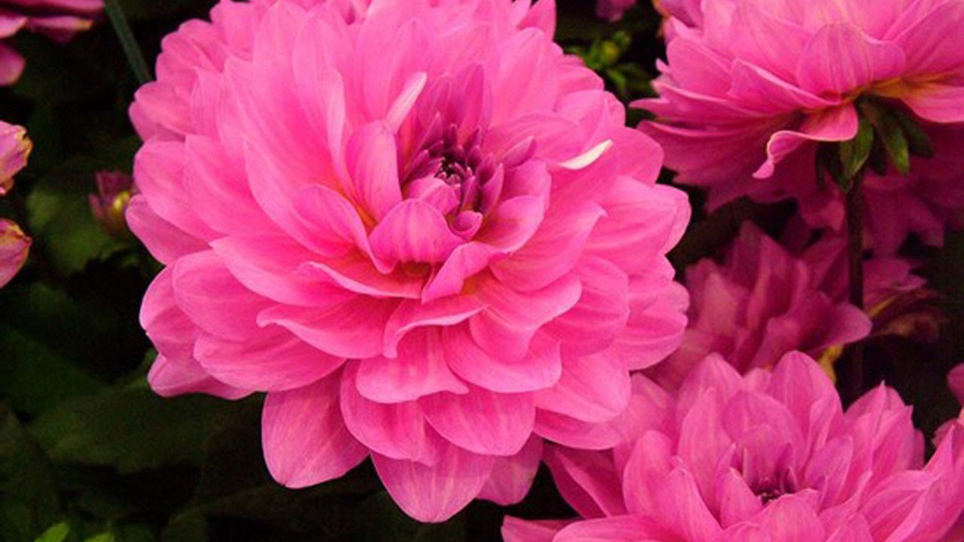 hermosa descarga de fondos de pantalla,flor,planta floreciendo,pétalo,rosado,planta