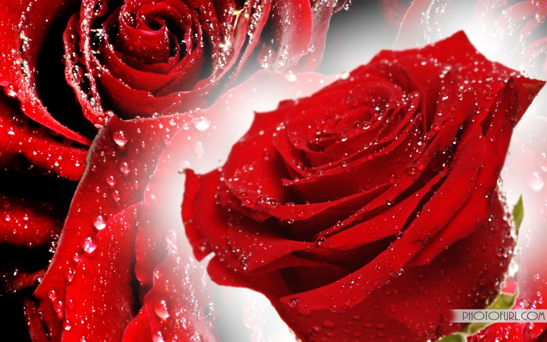 美しい壁紙のダウンロード,庭のバラ,赤,ローズ,花,水