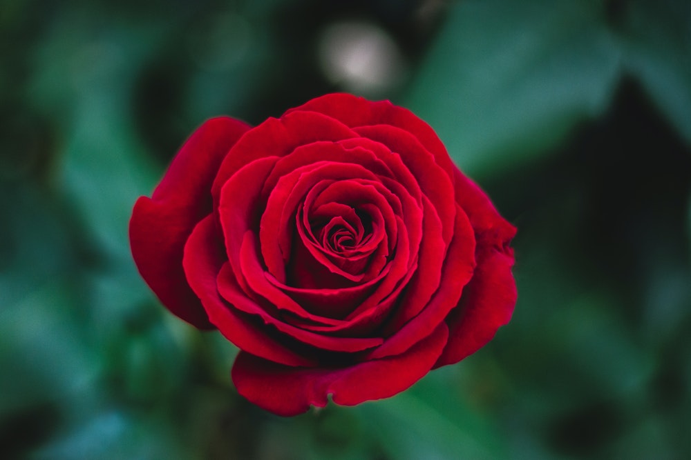 hermosa descarga de fondos de pantalla,flor,planta floreciendo,rojo,rosas de jardín,pétalo