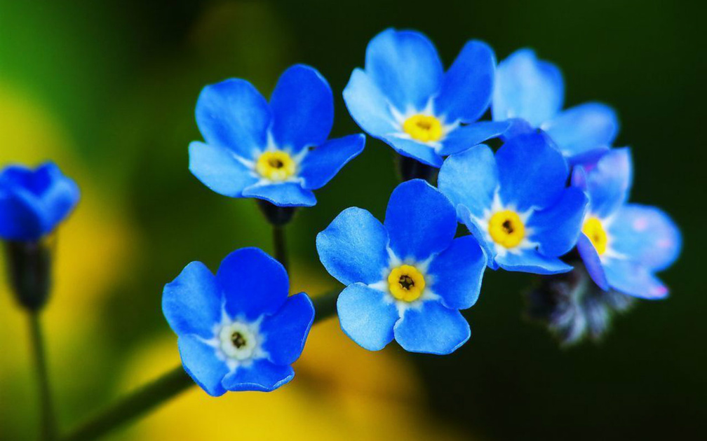 beautiful wallpaper download,flower,flowering plant,blue,forget me not,water forget me not