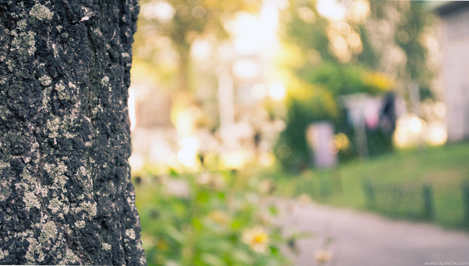 blur wallpaper,people in nature,nature,tree,green,leaf