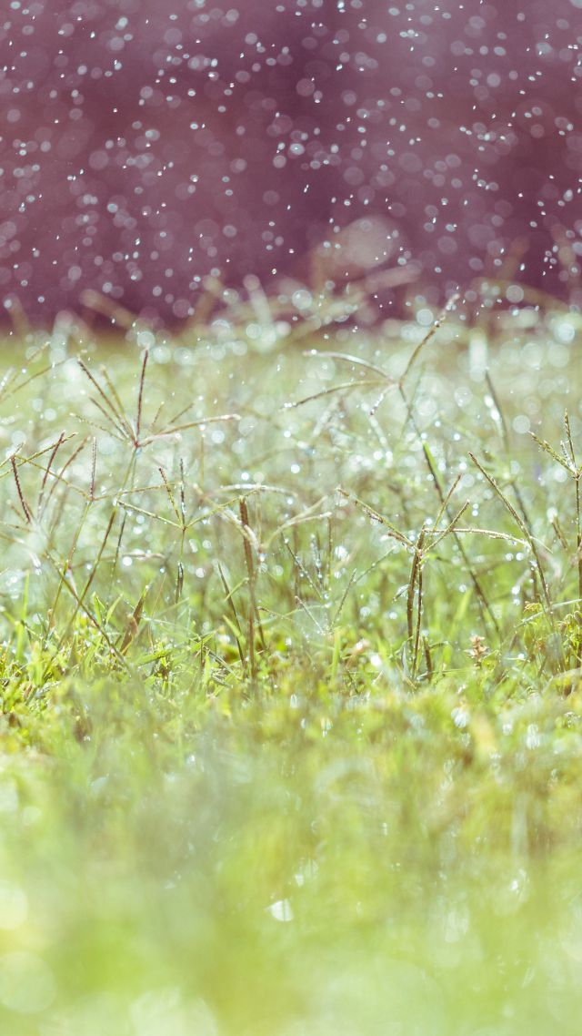 blur wallpaper,green,grass,meadow,plant,macro photography