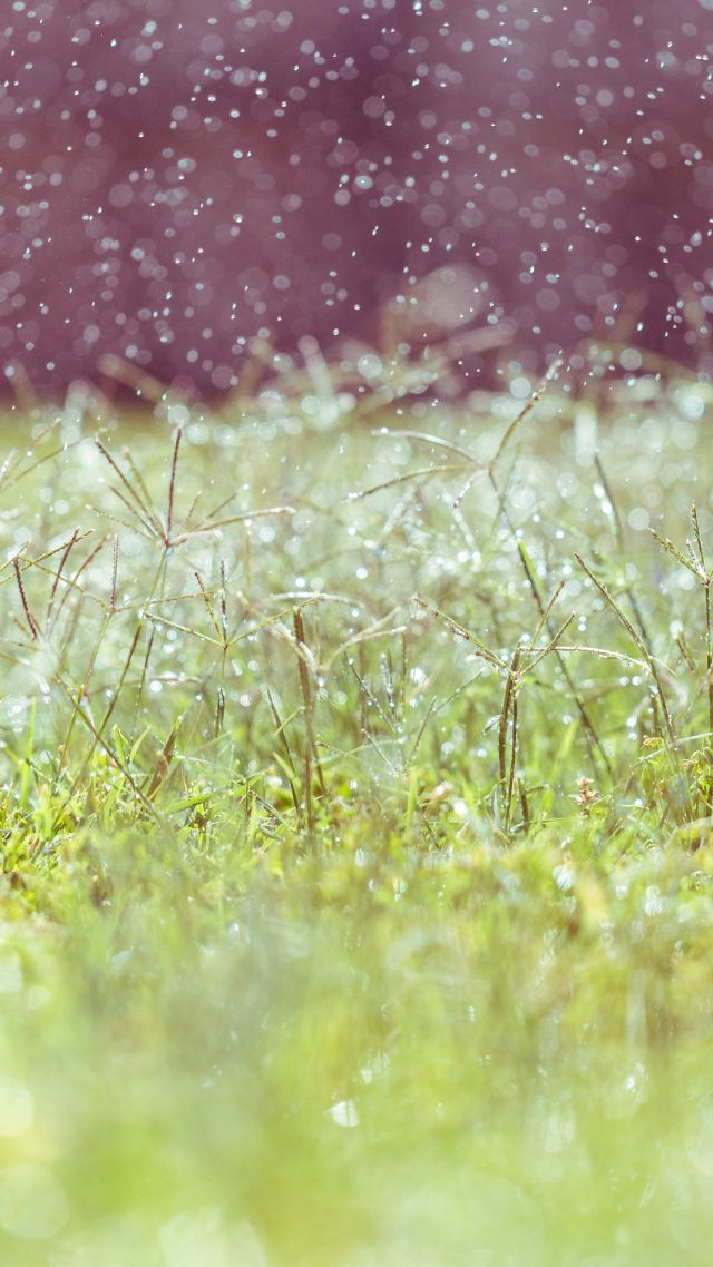 sfocatura dello sfondo,verde,erba,prato,pianta,macrofotografia