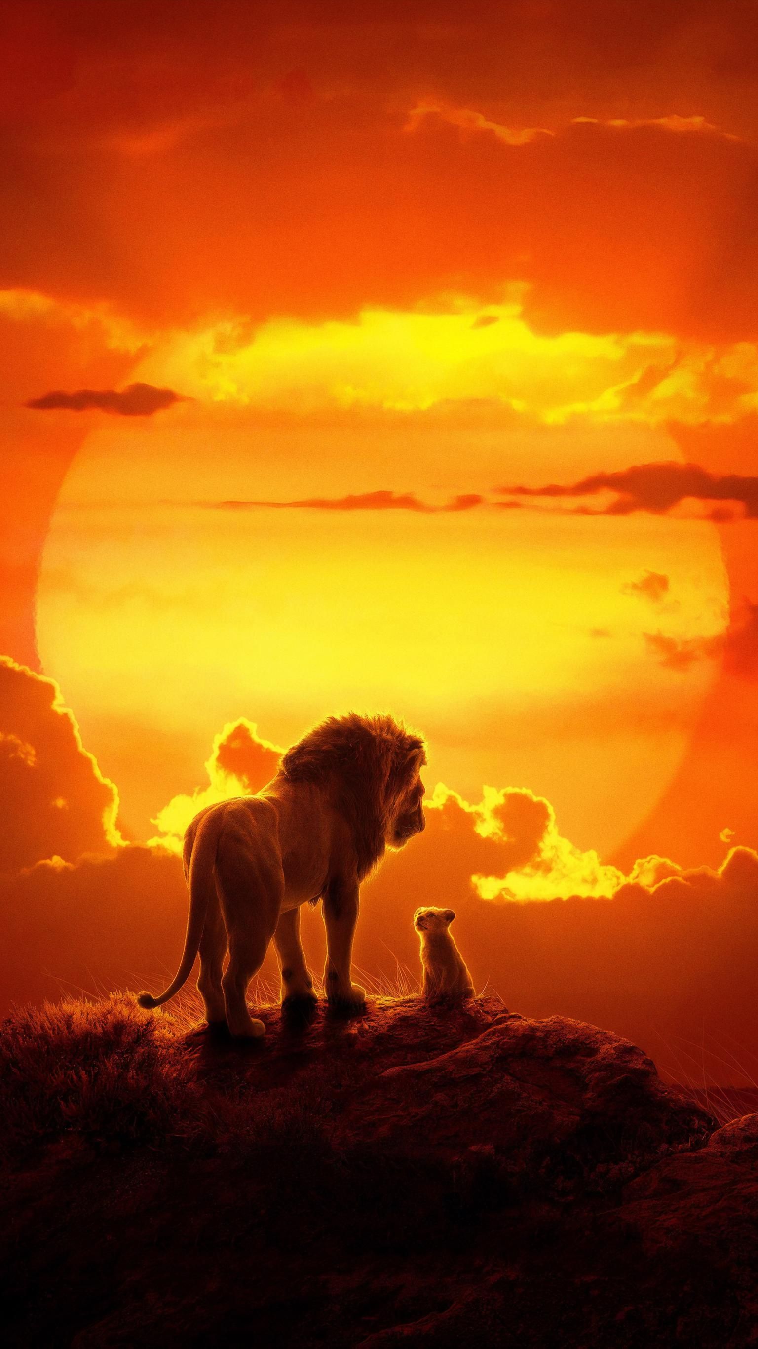 wallpaper celular,wildlife,lion,sky,felidae,big cats