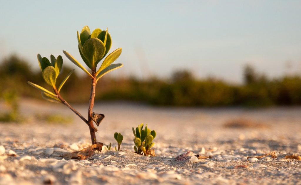 papier peint gambar keren,la nature,paysage naturel,jaune,plante,fleur