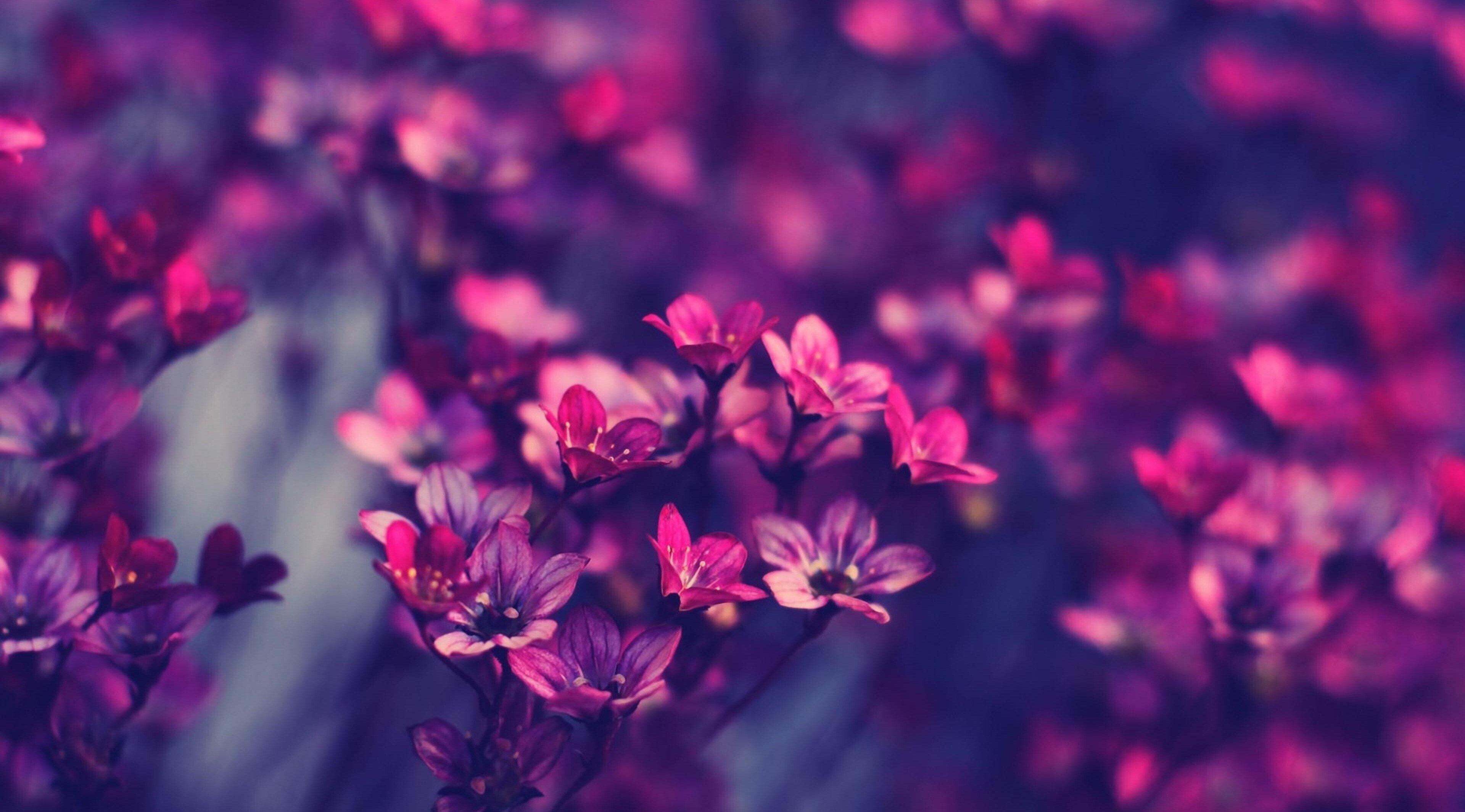 힙 스터 벽지,분홍,보라색,제비꽃,자연,하늘