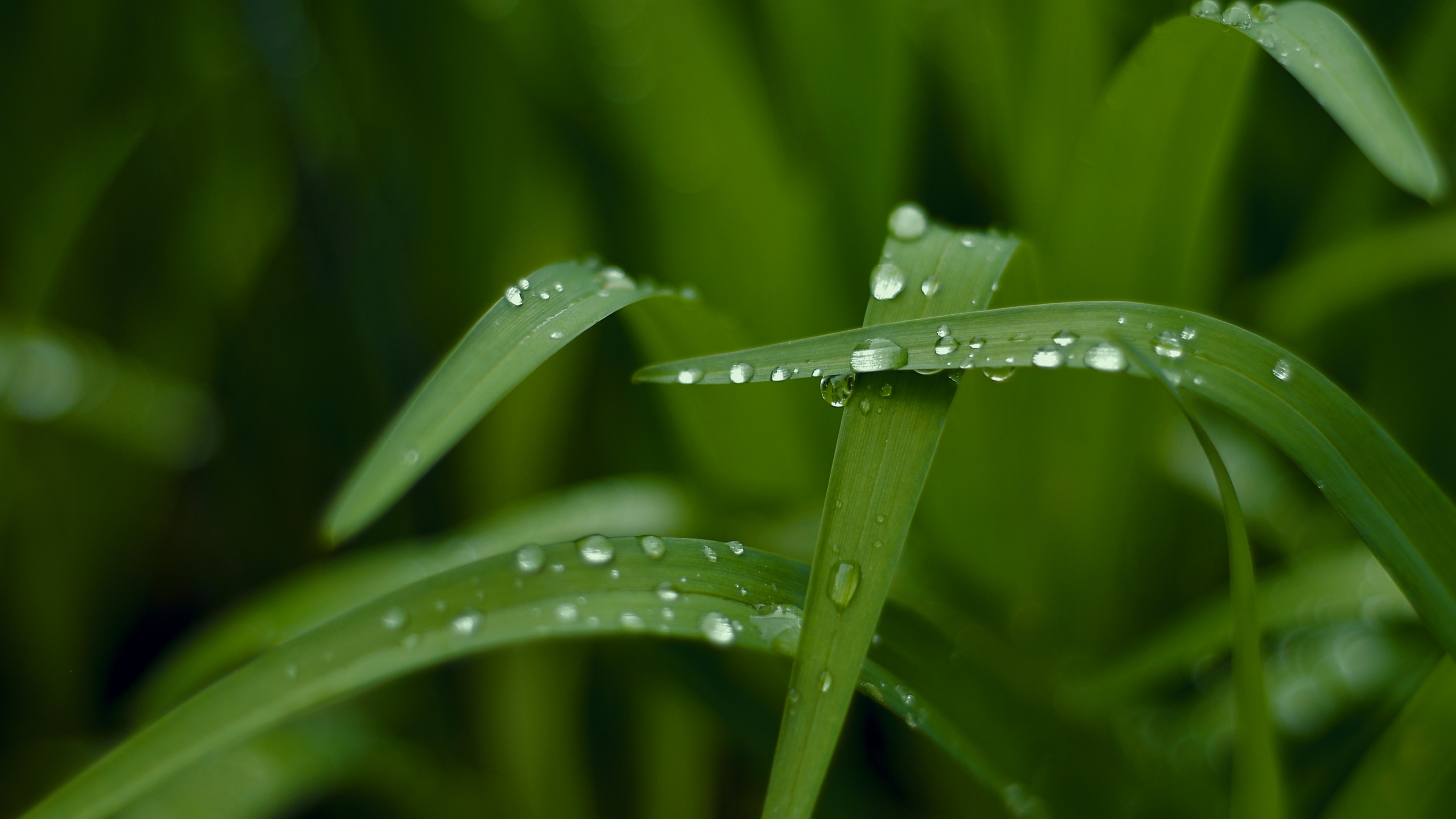 ultra hd wallpapers,dew,moisture,water,green,drop