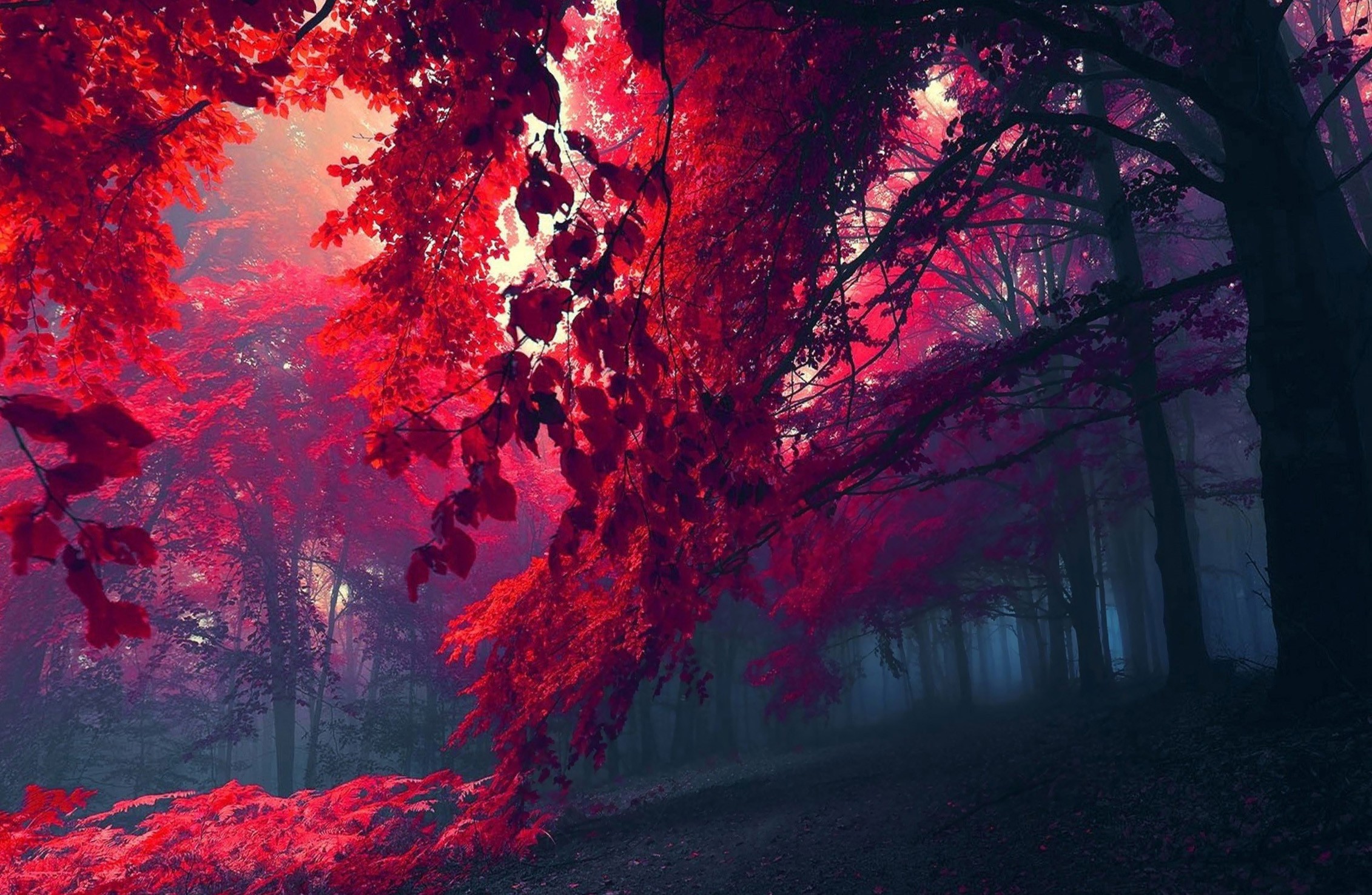 抽象的な壁紙のhd,赤,自然,木,空,自然の風景
